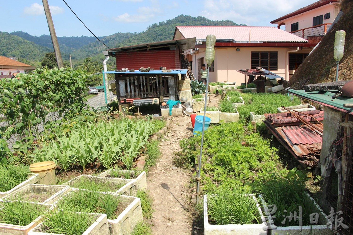 东：蔬菜价格高昂，村民纷纷在住家庭院空地种植瓜果蔬菜