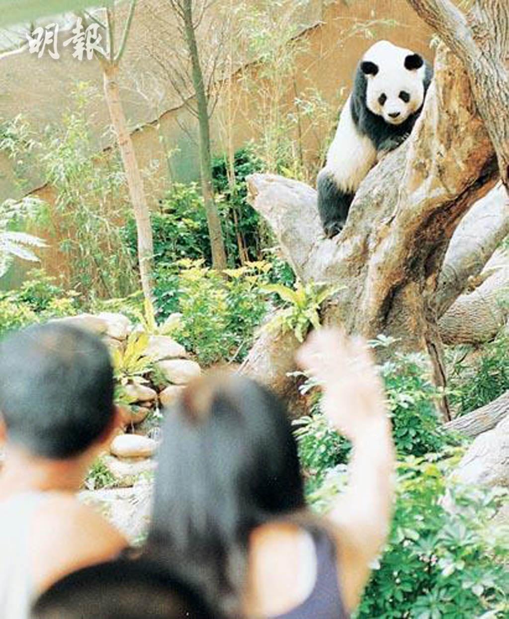 人类照顾下最长寿雄性大熊猫 安安安乐死