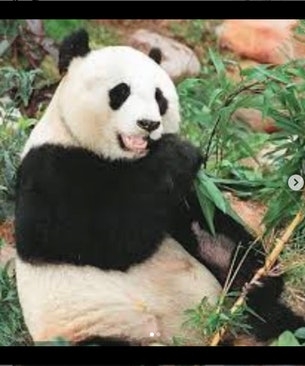 余安安艺名黄霑操刀 灵感竟跟熊猫有关