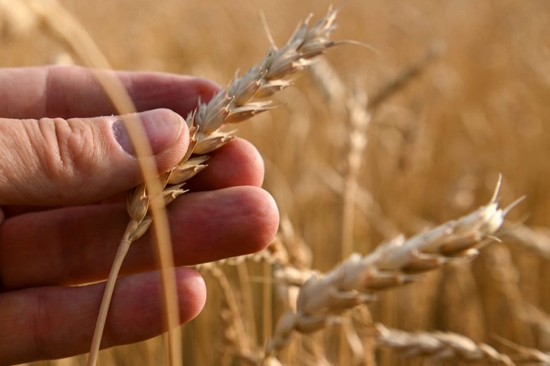 俄乌签协议允许谷物出口  小麦价格暴跌