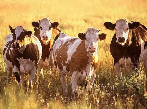 克罗地亚自然公园死去牛只发现炭疽 有4人因皮肤感染留医