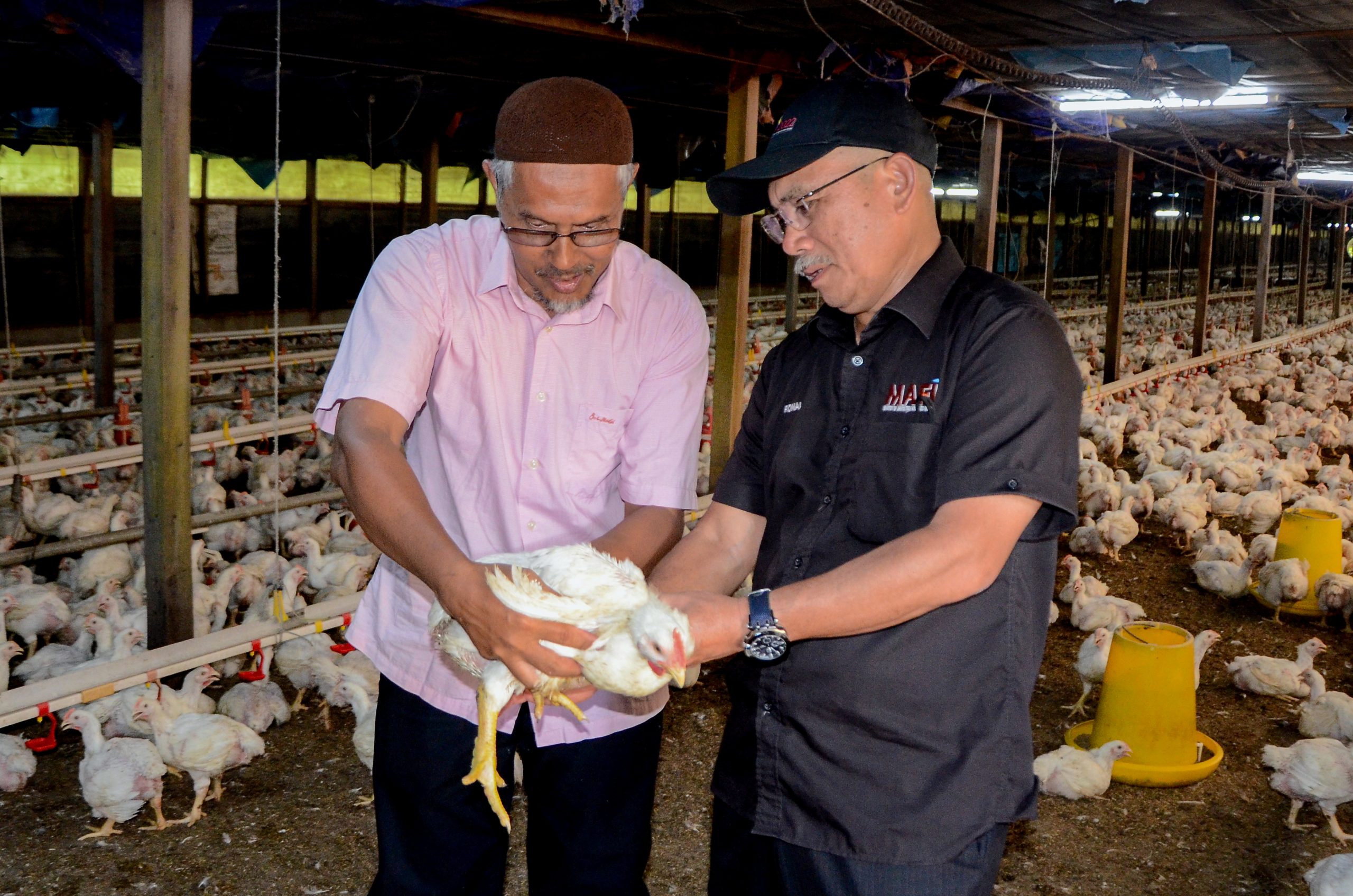 全国：农业及食物工业部长拿督斯里罗纳建迪表示，为了确保国内鸡肉供应稳定和充足，该部门将不时与鸡肉供应链的相关单位交流，保护共同的利益。