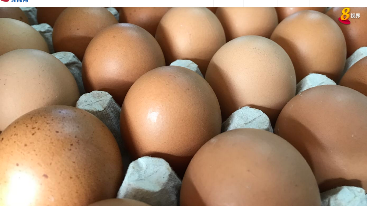  全国：大马鸡农或减产鸡蛋 狮城蛋商：供应和价格不受影响 