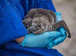 动物园传喜讯　濒危企鹅9幼雏成功孵化