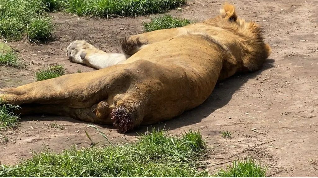 动物园爆虐待狮子 自啃尾巴虚弱到站不起来