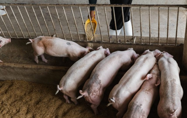 印度多地暴发非洲猪瘟疫情