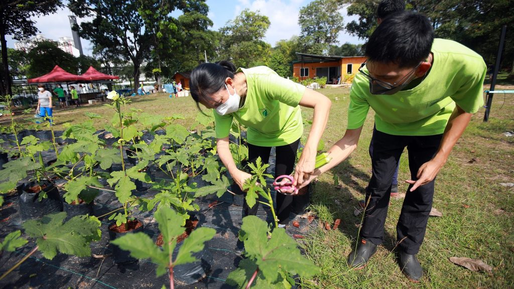 城市菜园提供培训助谋生   特殊孩子当农夫学自立 