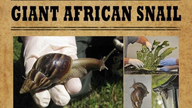 巨型非洲蜗牛再现踪迹 美国佛州发检疫令