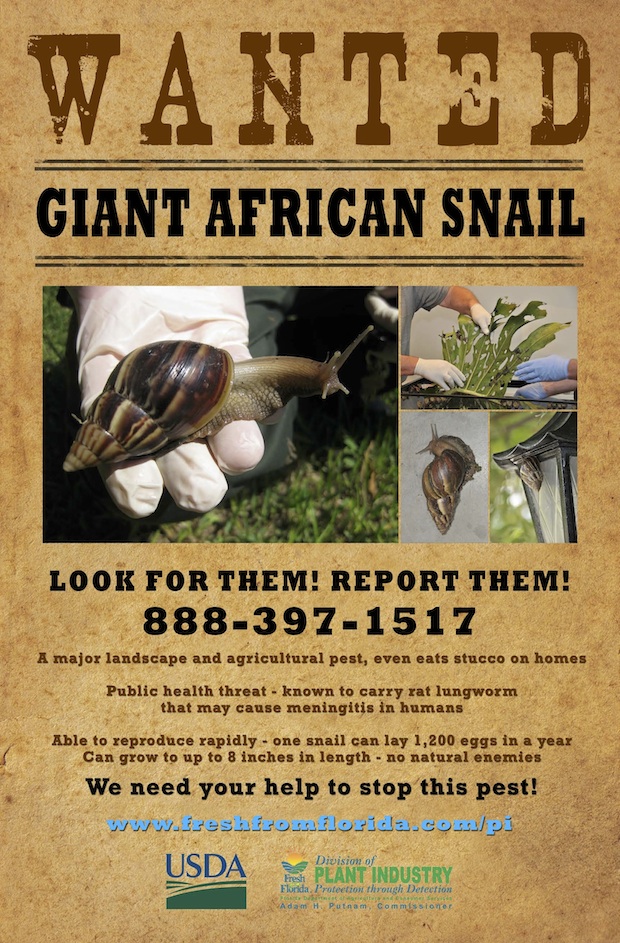 巨型非洲蜗牛再现踪美国佛州 当局下达检疫令