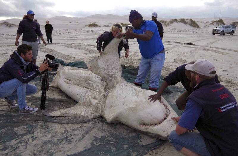 开膛手虎鲸大啖内脏 南非大白鲨怕爆全员逃走