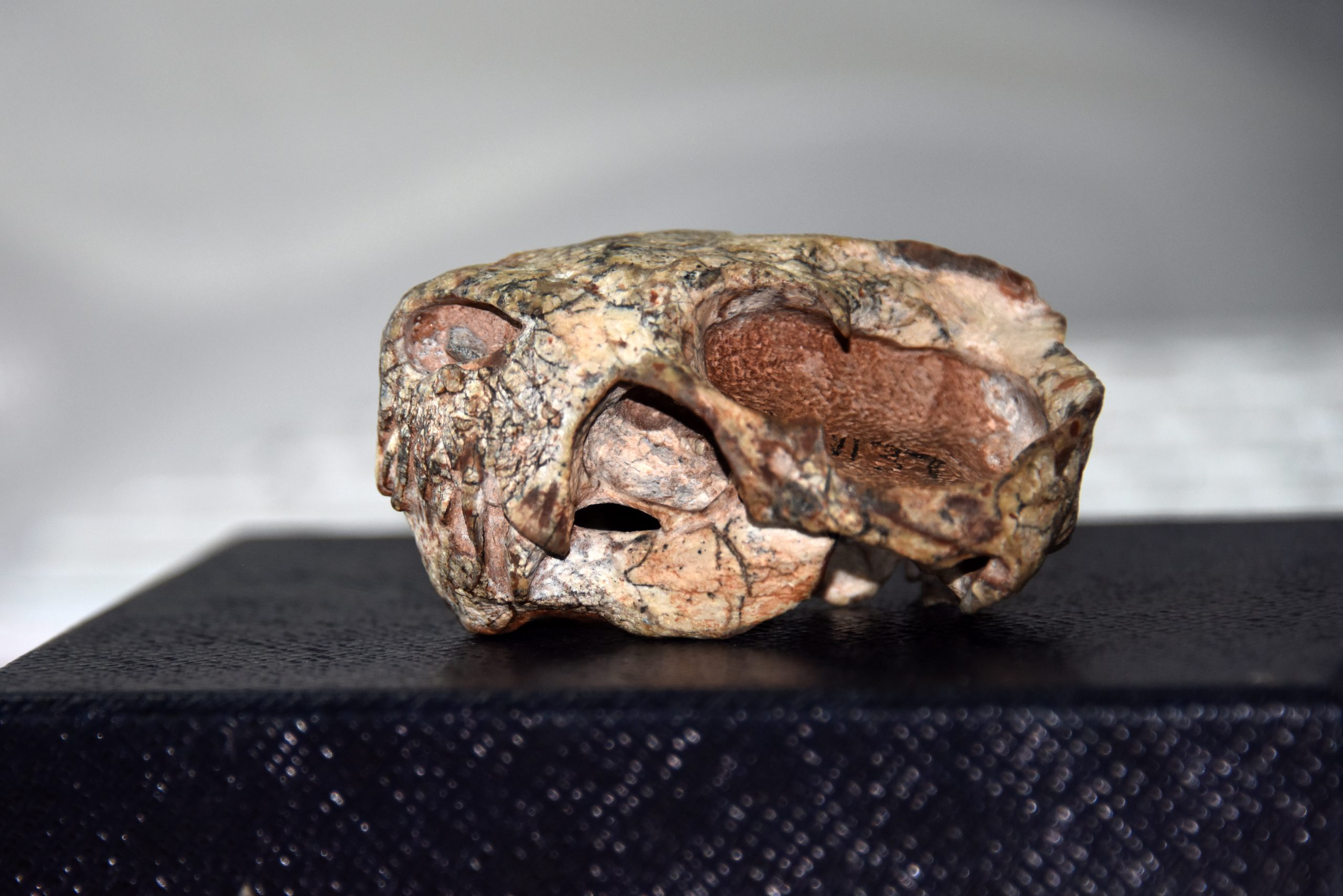 拚盘／中国首次发现2.55亿年前真钱伯兽化石 ​