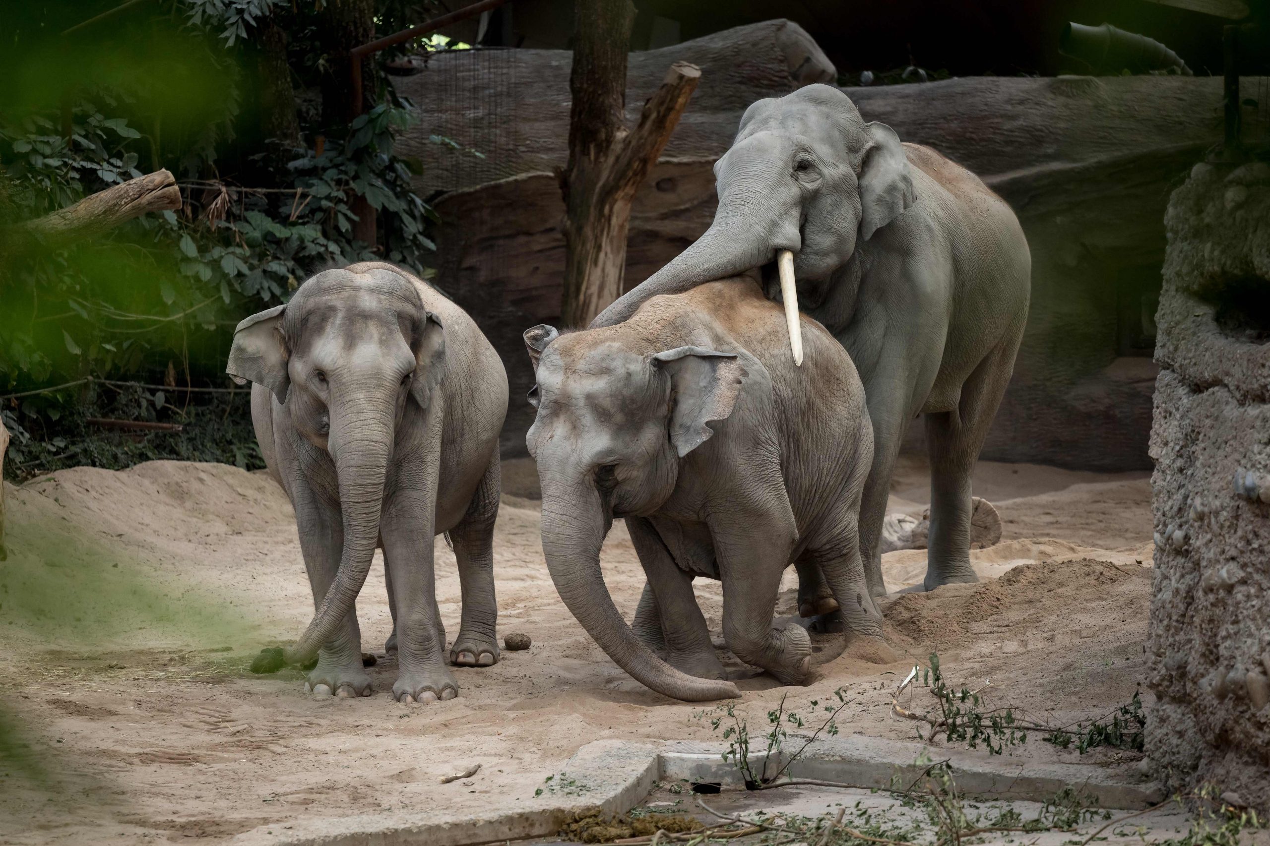 拚盘／致命大象病毒肆虐 瑞士动物园3头亚洲象染病去世
