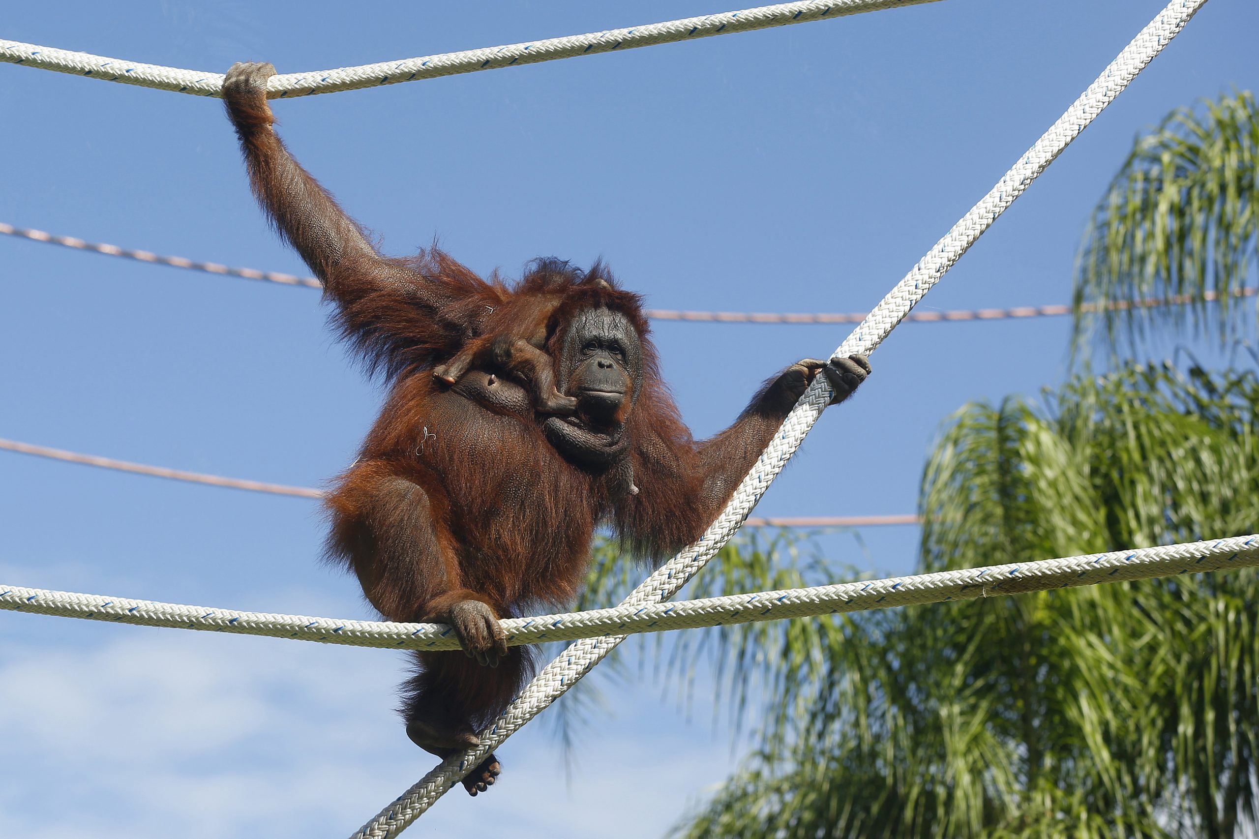 拼盘／25年内恐消失！“极危物种”婆罗洲猩猩　墨西哥动物园亮相