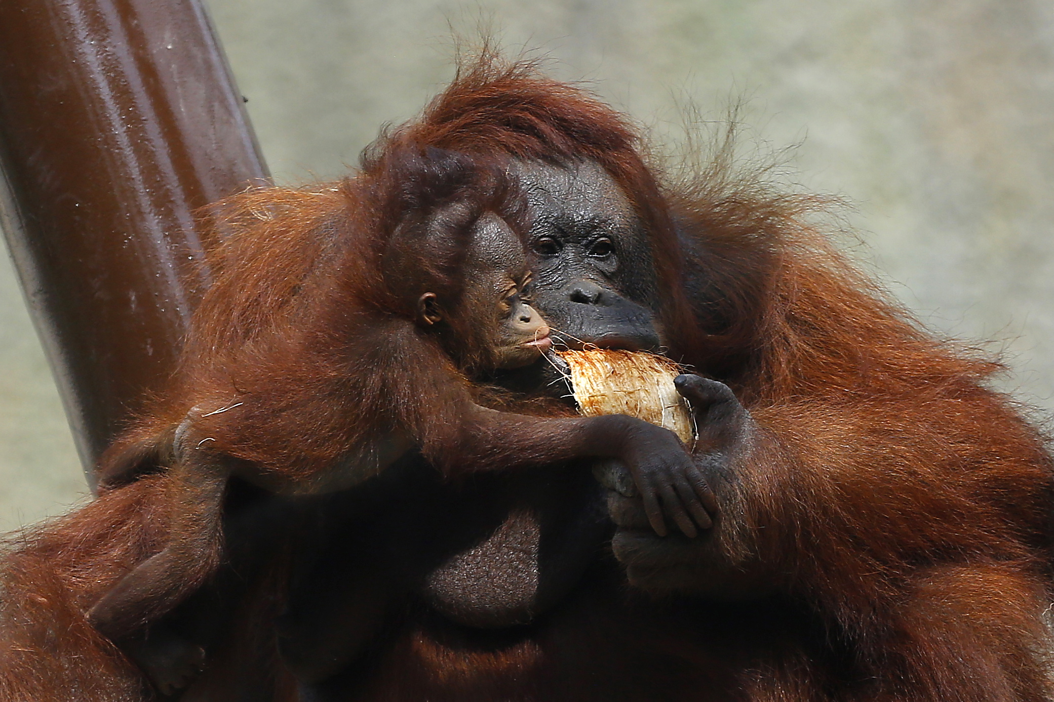 拼盘／25年内恐消失！“极危物种”婆罗洲猩猩　墨西哥动物园亮相