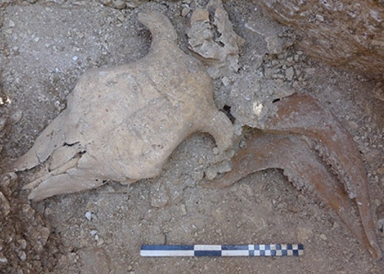 拼盘／挖掘逾2000年前墓穴　发现人类及献祭动物遗骸