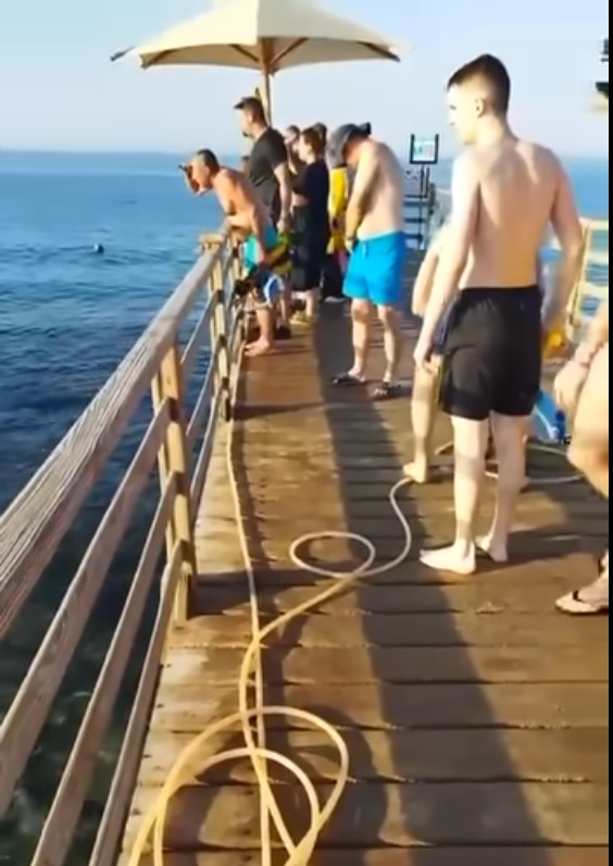 救生员保证没有鲨鱼 15分钟后女子被咬断手脚丧命