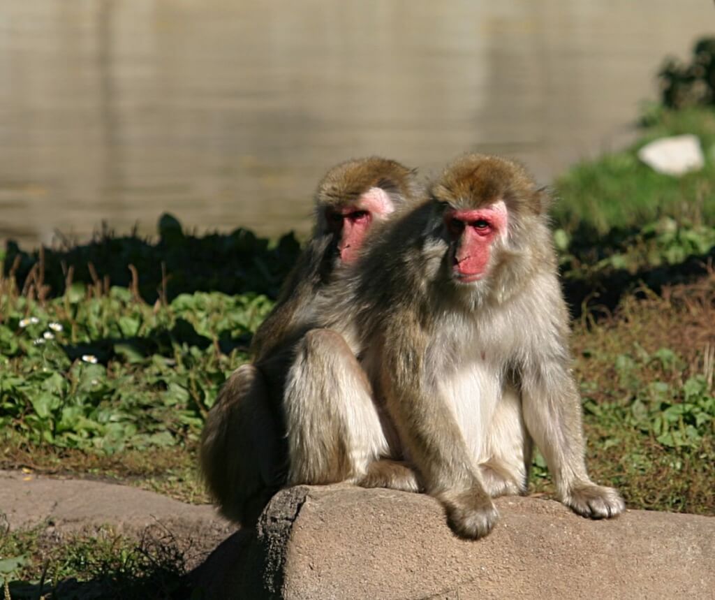 日本山口市猴子袭人42伤 当局祭出麻醉枪
