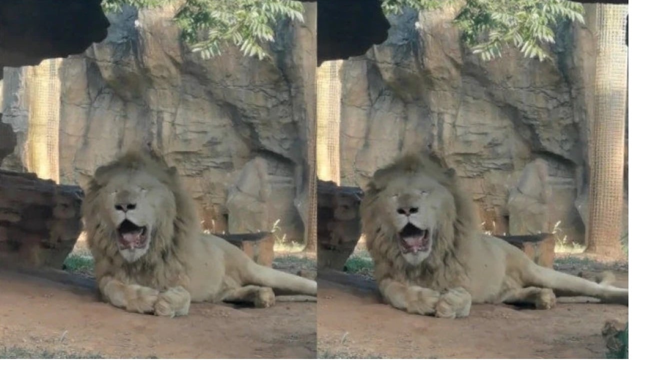  杭州气温近40度  非洲狮热成了“狗”不停张嘴吐舌