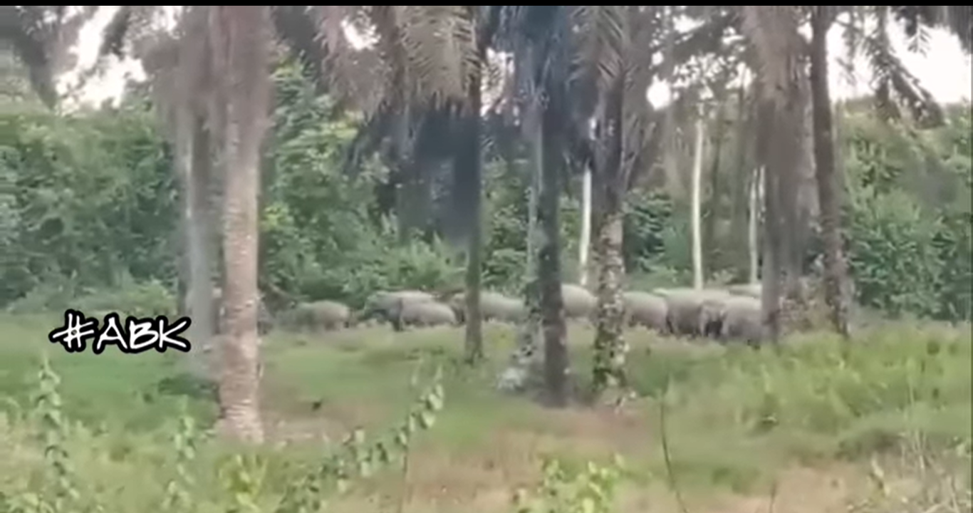 柔：新闻：30大象加亨路旁移动  网民调侃如野生动物园