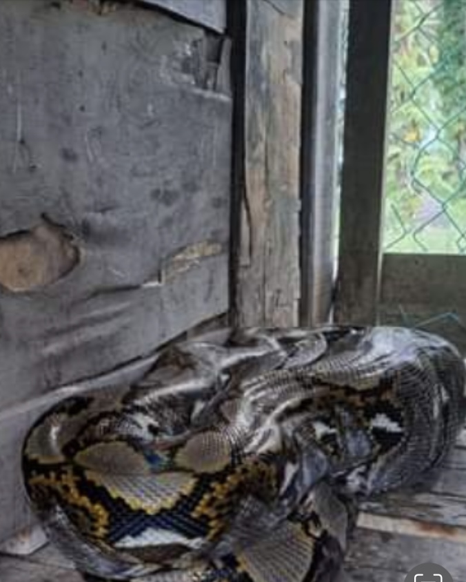 柔：新闻：蟒蛇藏在鸡寮 消防队协助捕捉