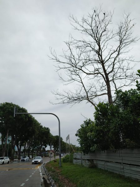 民生特工队：忧枯树倒酿意外，民众促当局速砍