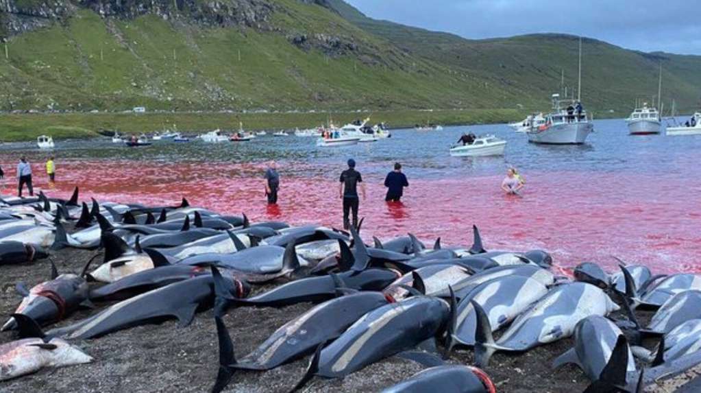 法罗群岛猎鲸传统惹议 丹麦设500只鲸豚的猎捕限额