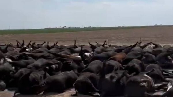 美国堪萨斯州40度热浪烘烤 2000头牛活活热死