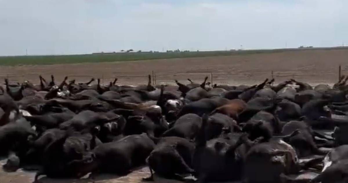 牛尸堆积画面疯传！堪萨斯州40度热浪烘烤　2000头牛活活热死