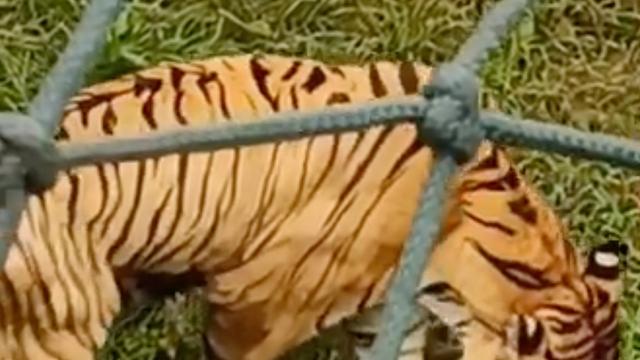 老虎被指吃草维持生命 济南野生动物世界：太胖不利健康