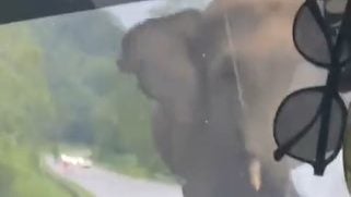 视频 | 哈芝节返乡遇大象拦路 女乘客吓坏膝盖抖不停