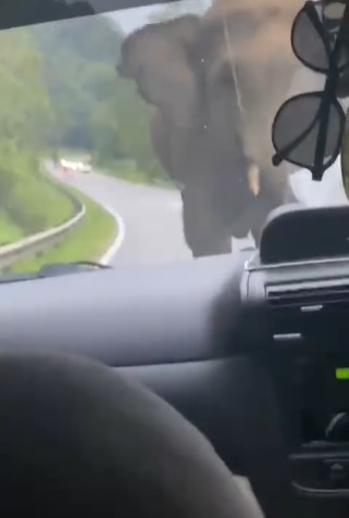 视频|哈芝节返乡遇大象拦路 女乘客吓坏膝盖抖不停