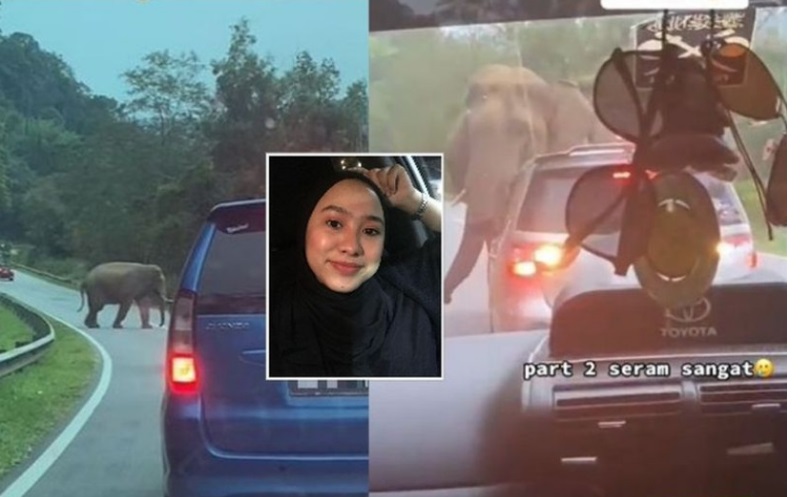 视频|哈芝节返乡遇大象拦路 女乘客吓坏膝盖抖不停