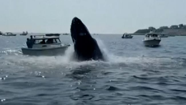 超罕见！座头鲸跃出水面摔到快艇上
