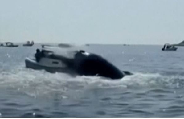 超罕见！座头鲸跃出水面摔到快艇上