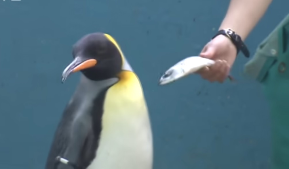 通膨迫日水族馆换饲料 企鹅水獭拒吃低价鱼