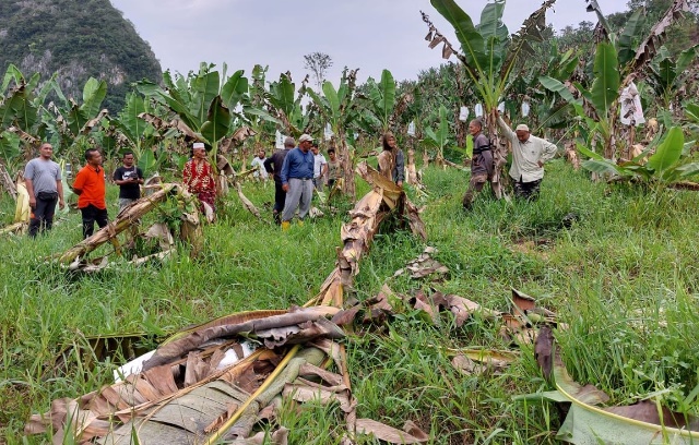 野象闯垦殖区毁香蕉树 逾百小园主损失30万