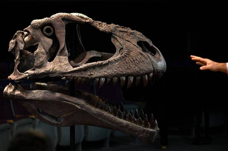 阿根廷发现新品种恐龙 手臂只有60公分