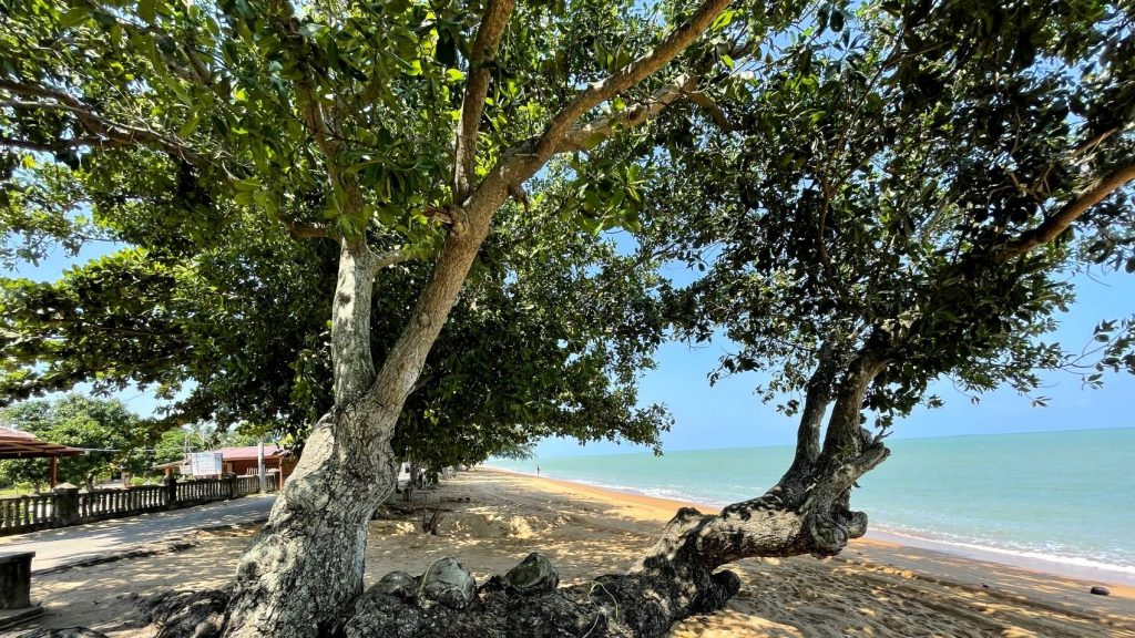 用眼睛去旅游 | 晶莹洁白沙滩 树影婆娑  帆加兰峇拉海滩好风光
