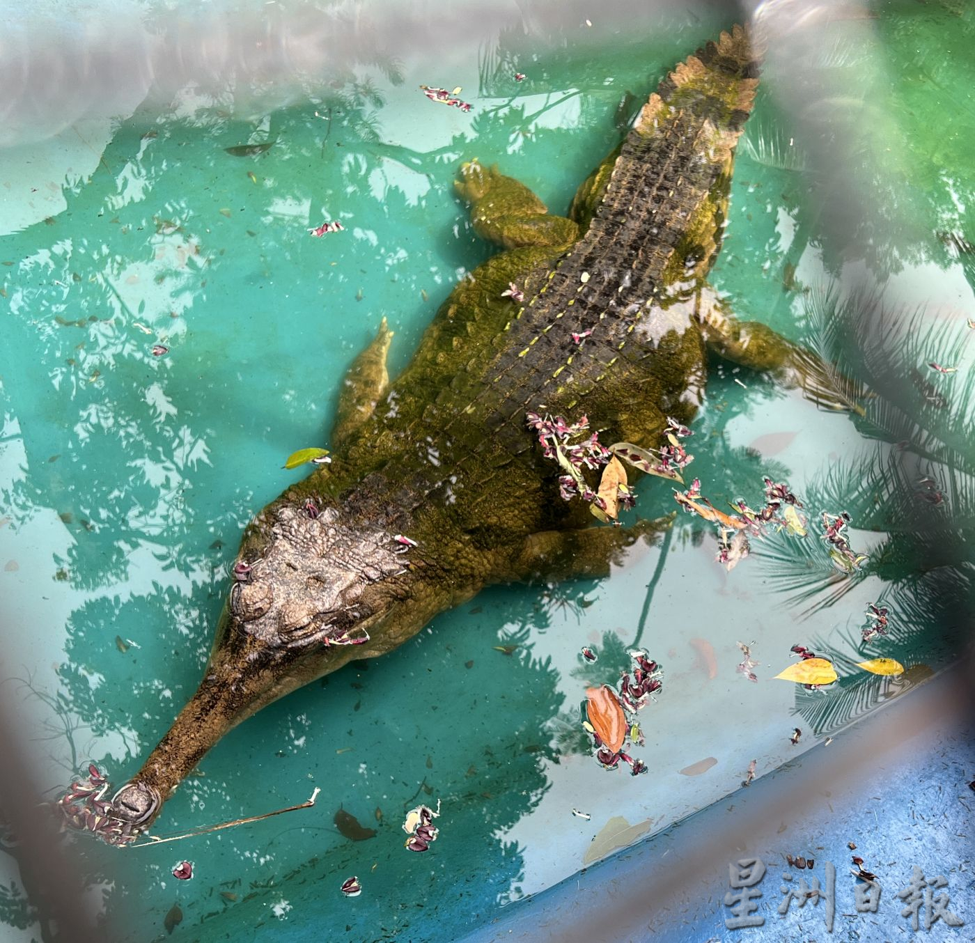 （古城封底主文）《用眼睛去旅游》：马六甲鳄鱼园