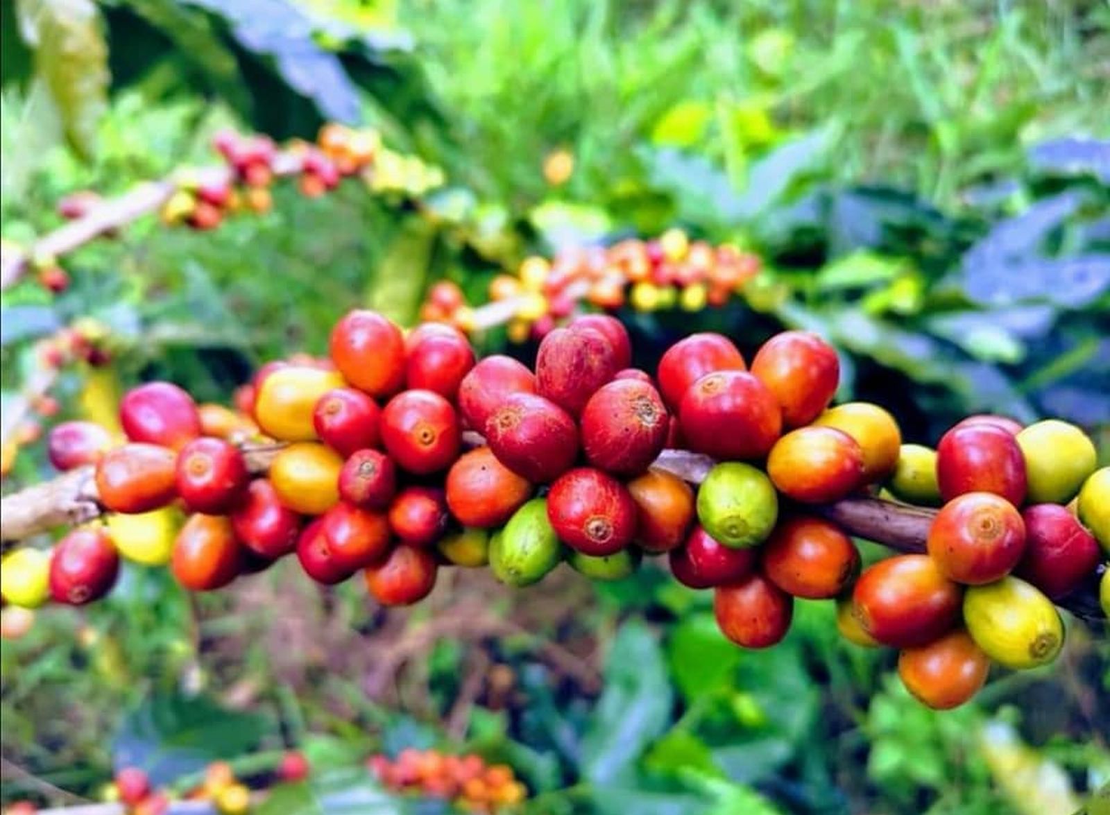  （古城封底主文）乐活//咖啡厅业者转当农夫种咖啡，深究朴门永续农耕
