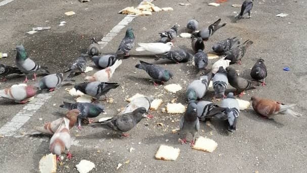 哥打拉沙马那乌达玛公寓鸟患 市民受促勿喂养野鸟