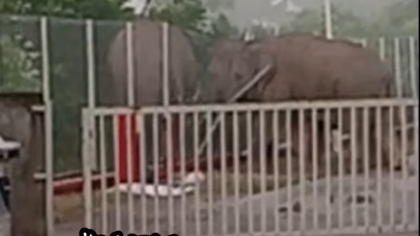 栖息地缩减 3大象工厂觅食
