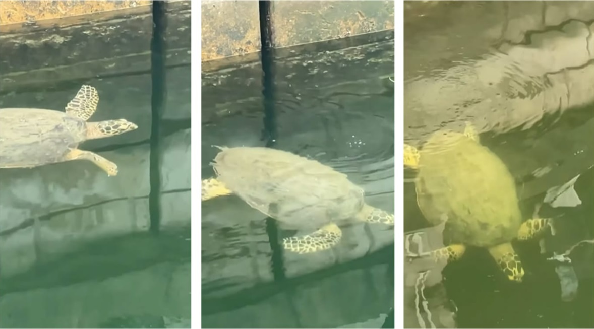 （已签发）柔：狮城二三事：玳瑁海龟造访圣淘沙升涛湾，出游“透透气”