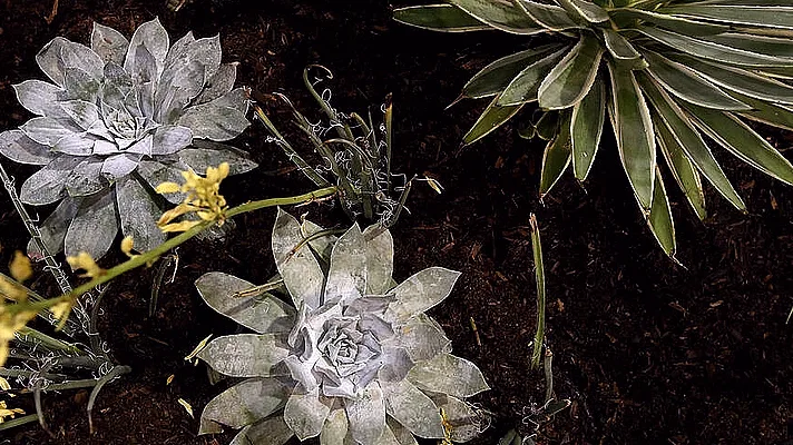 Climate, collectors blamed for S.Africa’s succulents decline
