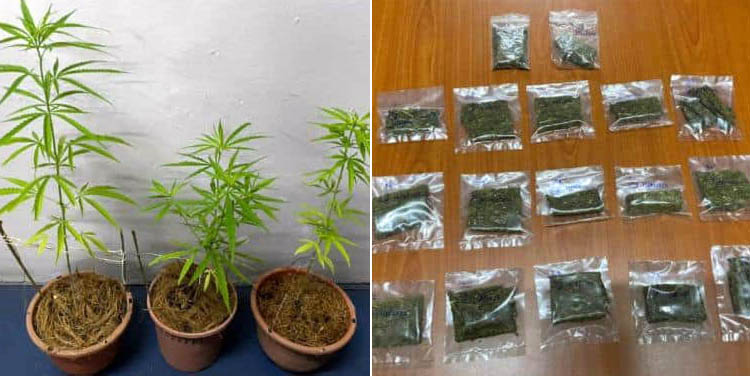 疑在家种植大麻和拥毒 3男女街头艺人被捕