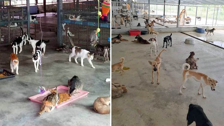 威省市政厅采各措施减少 两年半捕捉近万流浪猫狗