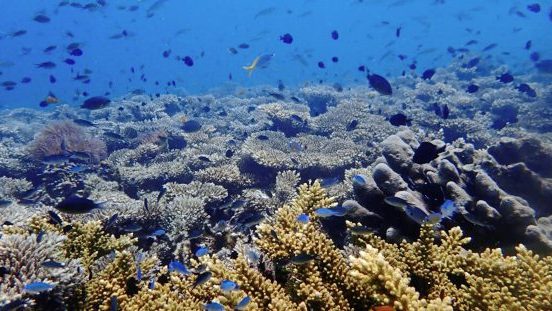 【生态保育／01】抢救海洋的热带雨林，为珊瑚建造方舟