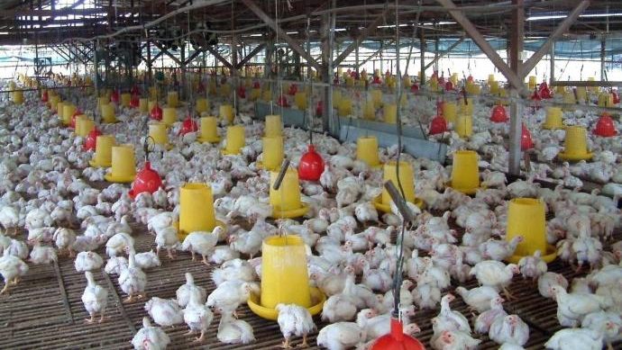 家禽饲料价违竞争法 | PPB集团 龙合国际齐喊冤