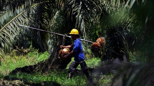 印尼劳工禁令“解冻   种植股应声走扬