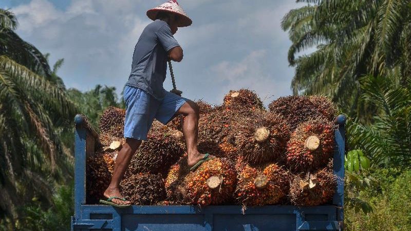印尼业务受出口限制拖累 　种植股财报料分歧